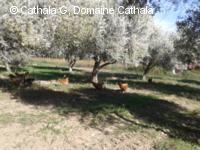 Introduction de poules dans une des oliveraies du Parc Naturel Régional des Alpilles